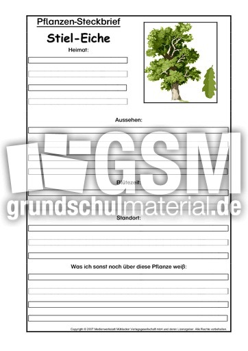 Pflanzensteckbrief-Stiel-Eiche.pdf